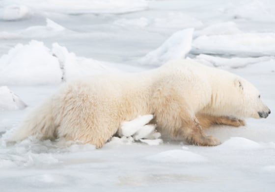 WWF Offers Media a Window into the Arctic and the Plight of the Polar Bear